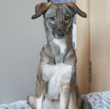 Собаки в добрые руки - Софи - 1