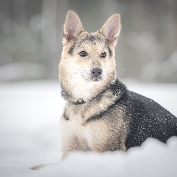 Собаки в добрые руки - Мира