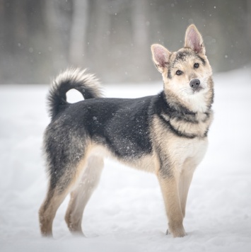 Собаки в добрые руки - Мира - 1