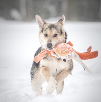 Собаки в добрые руки - Мира - 2