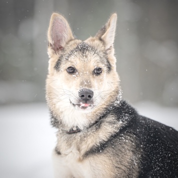 Собаки в добрые руки - Мира - 3