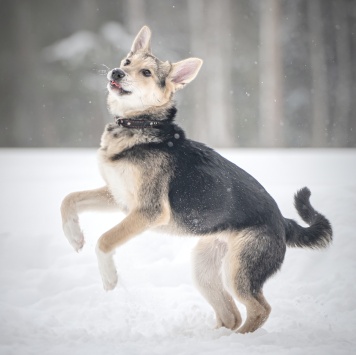 Собаки в добрые руки - Мира - 4