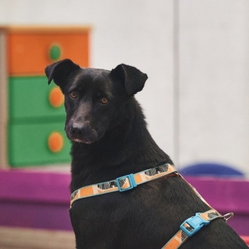 Собаки в добрые руки - Чернушка