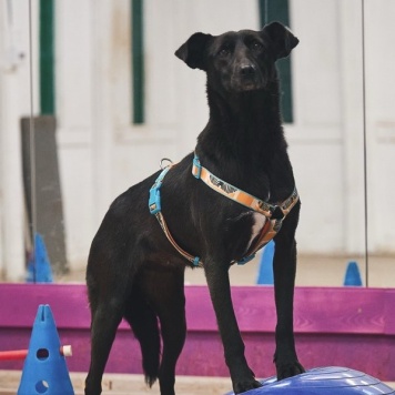 Собаки в добрые руки - Чернушка - 1