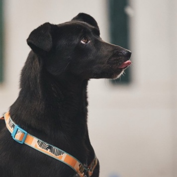 Собаки в добрые руки - Чернушка - 3