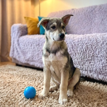 Собаки в добрые руки - Варя - 1