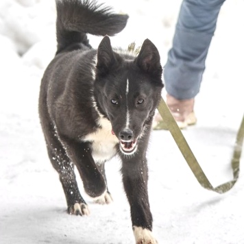 Собаки в добрые руки - Герда