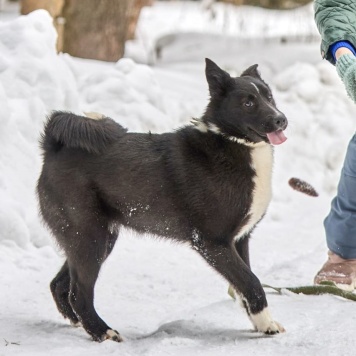 Собаки в добрые руки - Герда - 1