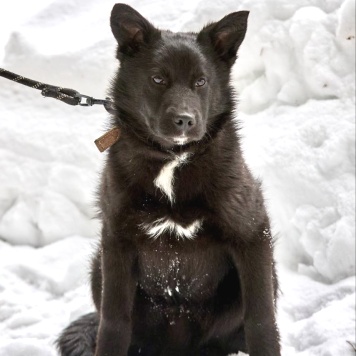 Собаки в добрые руки - Кай