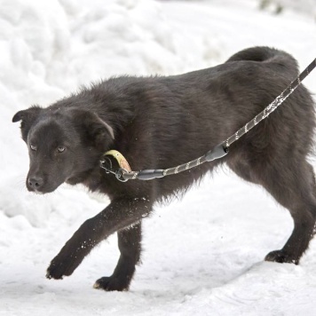 Собаки в добрые руки - Кай - 1