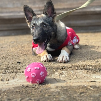 Собаки в добрые руки - Ива