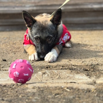 Собаки в добрые руки - Ива - 1