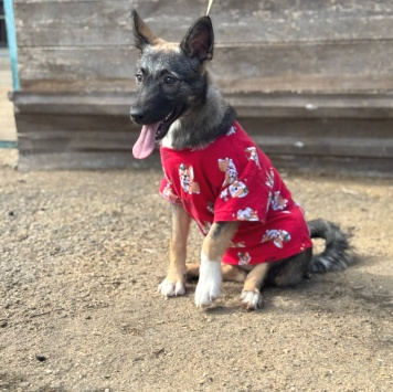 Собаки в добрые руки - Ива - 2