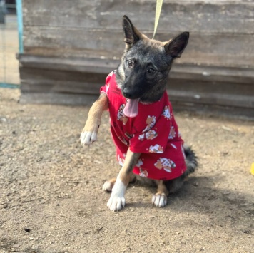 Собаки в добрые руки - Ива - 3