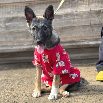 Собаки в добрые руки - Ива - 4