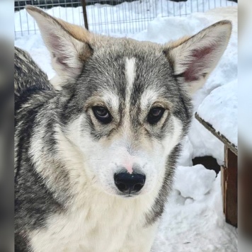 Сэм - Собаки в добрые руки