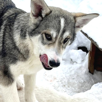 Собаки в добрые руки - Сэм - 1