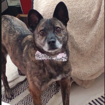 Собаки в добрые руки - Тайсон