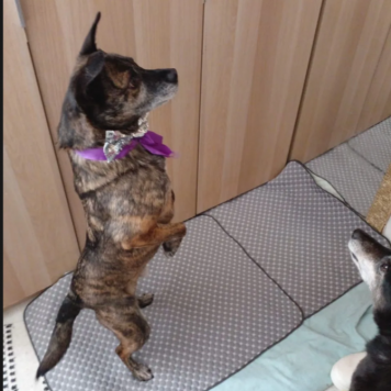 Собаки в добрые руки - Тайсон - 1