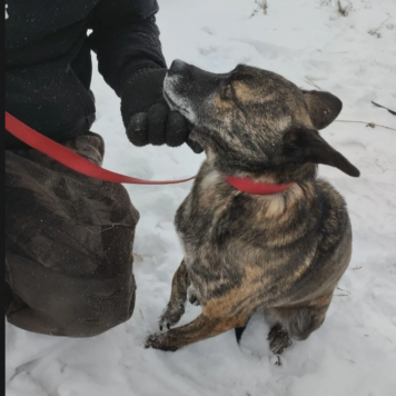 Собаки в добрые руки - Тайсон - 2