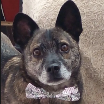 Собаки в добрые руки - Тайсон - 3