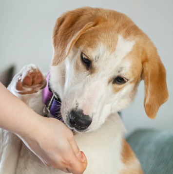 Собаки в добрые руки - Юта