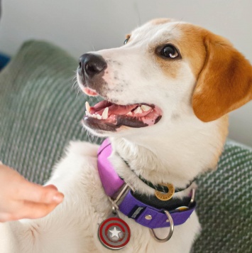 Собаки в добрые руки - Юта - 1