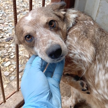 Собаки в добрые руки - Элли