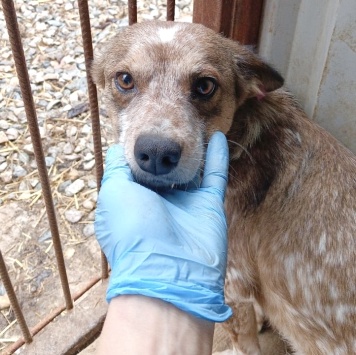 Собаки в добрые руки - Элли - 1