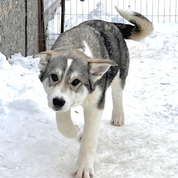 Собаки в добрые руки - Сэм