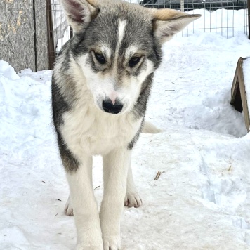 Собаки в добрые руки - Сэм - 1