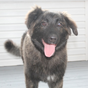 Собаки в добрые руки - Батлай