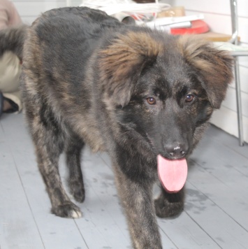 Собаки в добрые руки - Батлай - 1