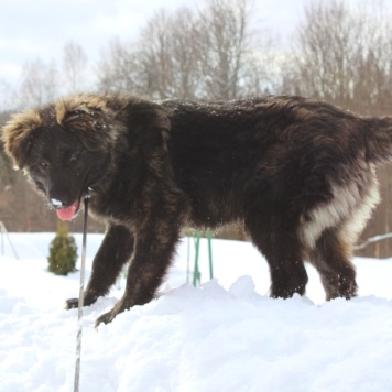 Собаки в добрые руки - Батлай - 2