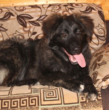 Собаки в добрые руки - Батлай - 3