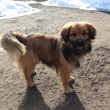 Собаки в добрые руки - малыш