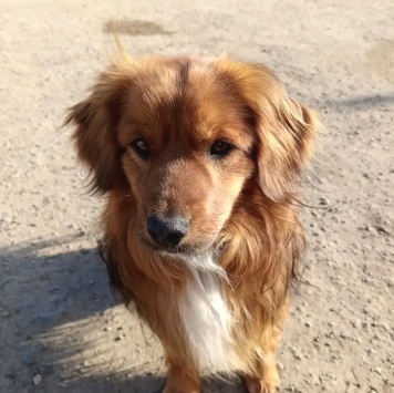 Собаки в добрые руки - малыш - 1