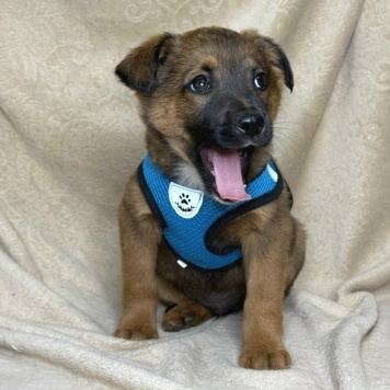 Собаки в добрые руки - Рекс