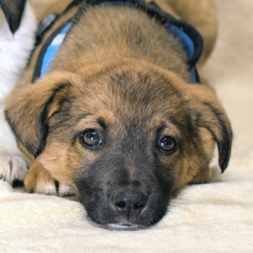 Собаки в добрые руки - Рекс - 1