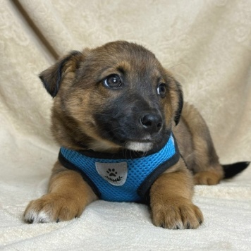 Собаки в добрые руки - Рекс - 2