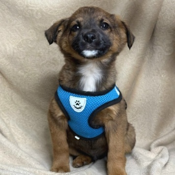 Собаки в добрые руки - Рекс - 3