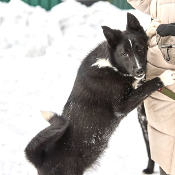 Собаки в добрые руки - Герда