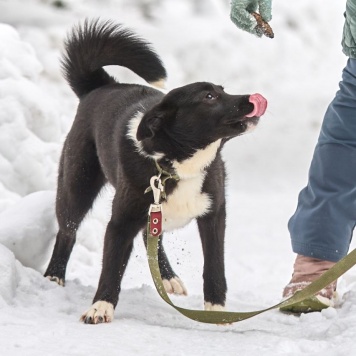 Собаки в добрые руки - Герда - 1