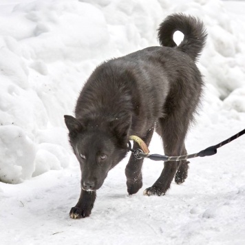 Собаки в добрые руки - Кай