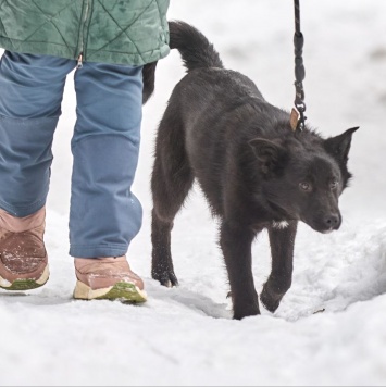 Собаки в добрые руки - Кай - 1