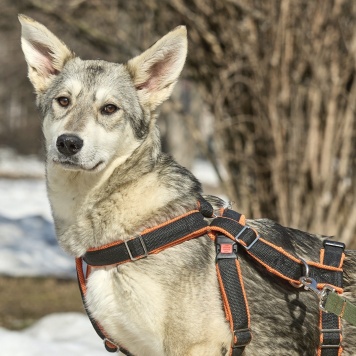 Собаки в добрые руки - Варя