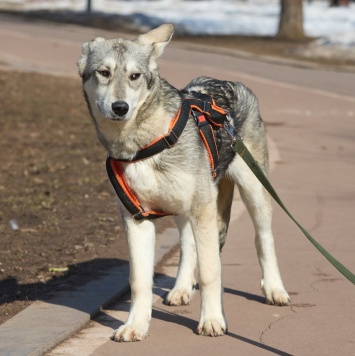 Собаки в добрые руки - Варя - 1