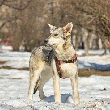 Собаки в добрые руки - Варя - 2