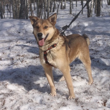 Собаки в добрые руки - Аксель
