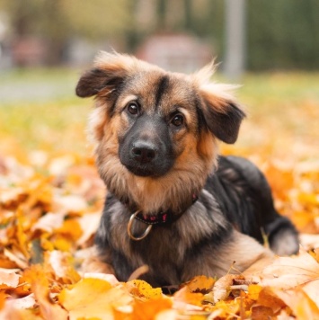 Собаки в добрые руки - Сонечка
